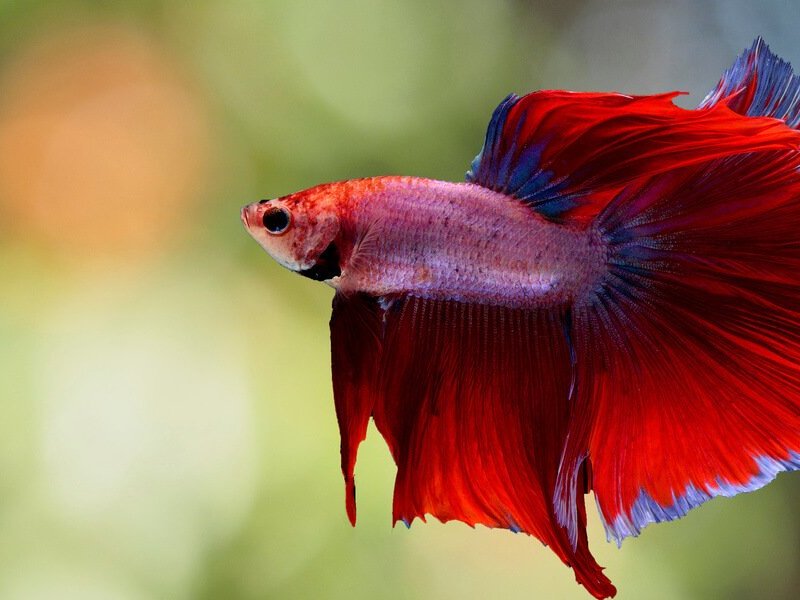 DO BETTA FISH GET&nbsp;LONELY?