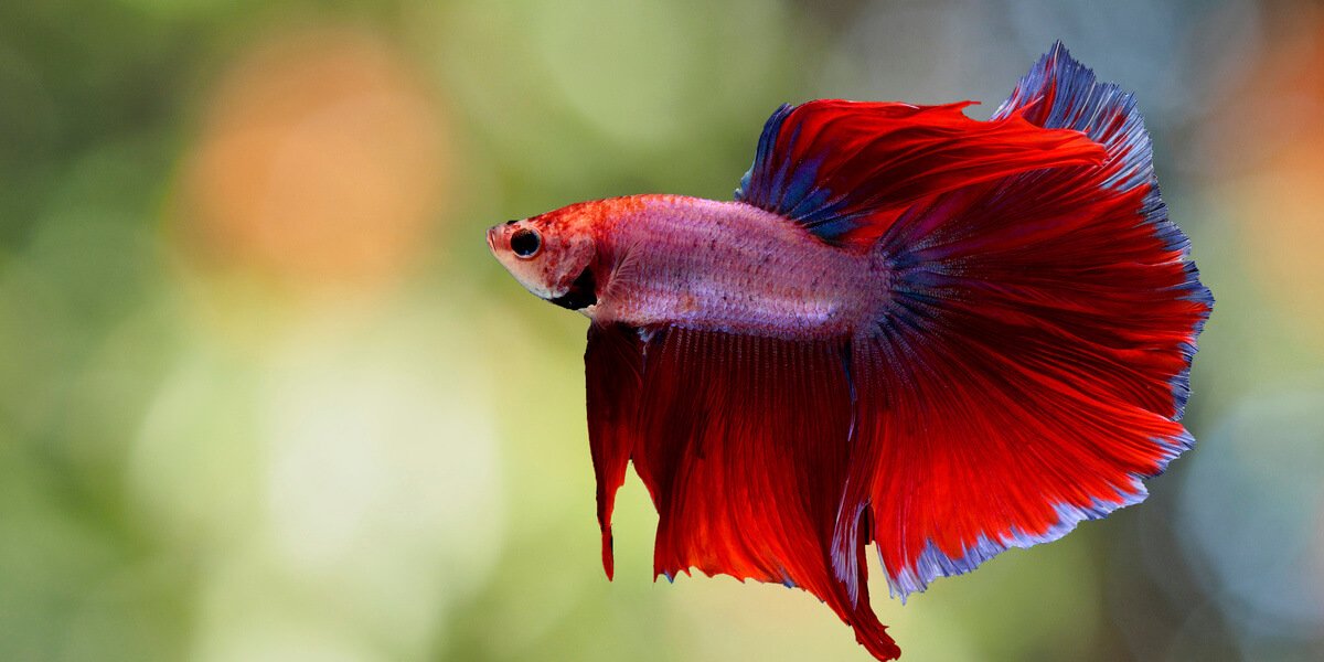 DO BETTA FISH GET&nbsp;LONELY?